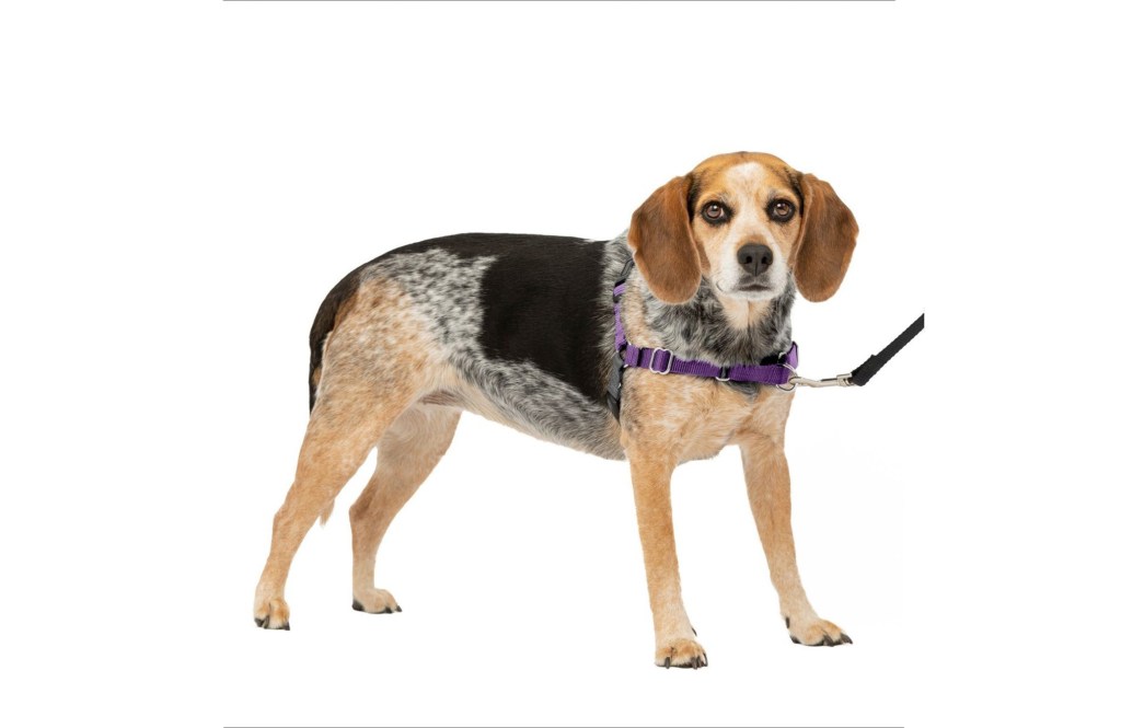 PetSafe Easy Walk Dog Harness
