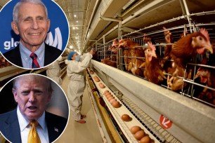 fauci bird flu trump