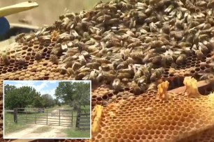 Bryce Smith suffered more than 60 bee stings while taking down trees on his Texas ranch.