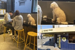 couple with dog on table at restaurant