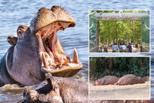 Zookeeper dead after hippo attack.