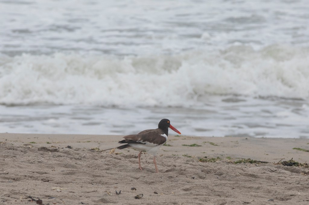 Aggressive birds have been swarming the drones at Rockaway Beach.