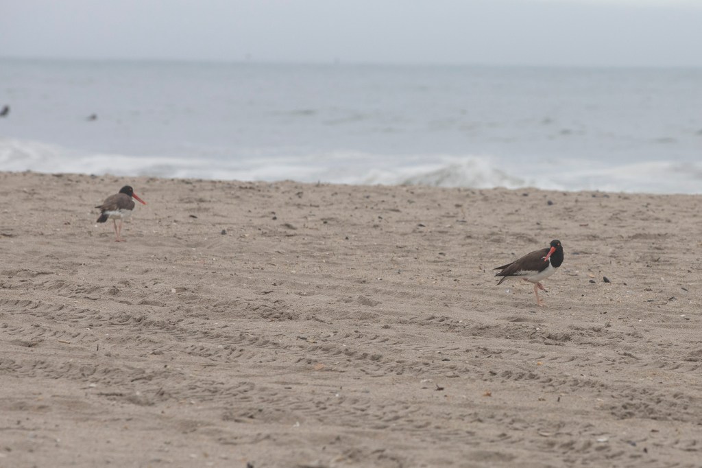 American oystercatchers have been swooping down and dive bombing the three-foot gadgets to protect their eggs.