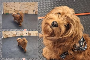 dog being tested for smell recognition 