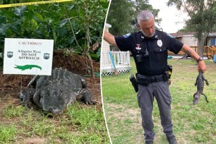 Florida alligator mating season - Sunset Beach Police Dept