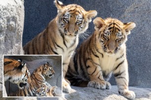 Adorable Siberian tiger cubs had their coming out party last week.