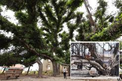 Iconic 151-year-old banyan tree signals hope one year after devastating Maui wildfires