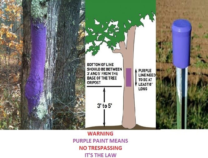 Purple paint