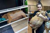 A nearly 40-pound feline's attempt to escape a diet center backfired horribly after the tubby tabby got trapped in a shoe rack, as seen in viral photos.