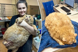 A woman holding a fat cat