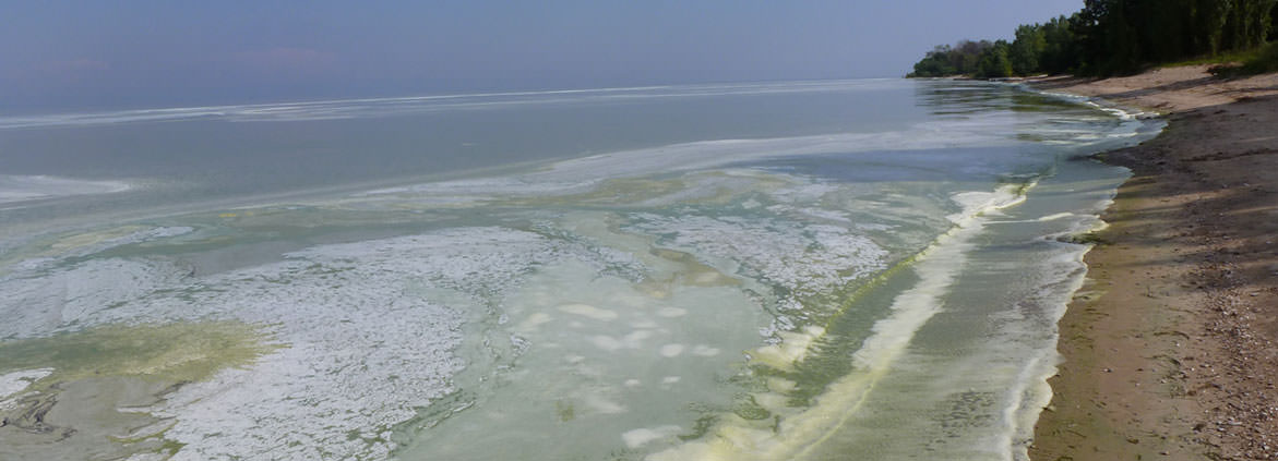 green blooms on shoreline