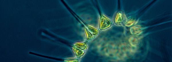 phytoplankton