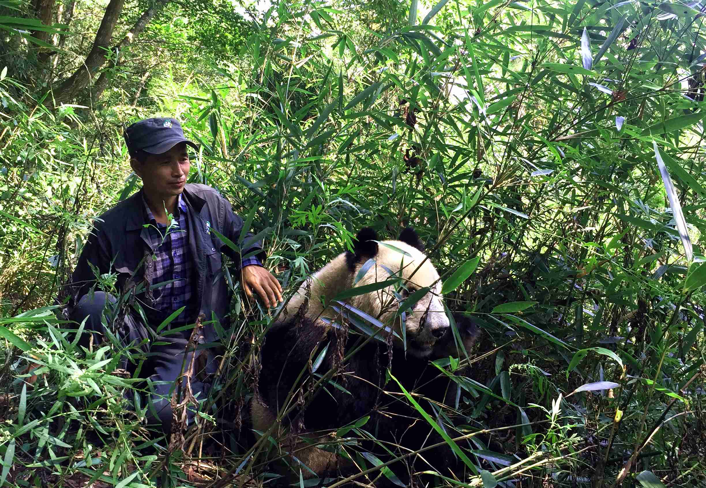 Xiang Dingqian, un garde forestier originaire des montagnes