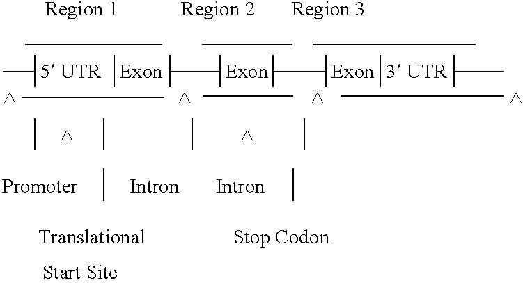 Figure US20070101460A1-20070503-C00001