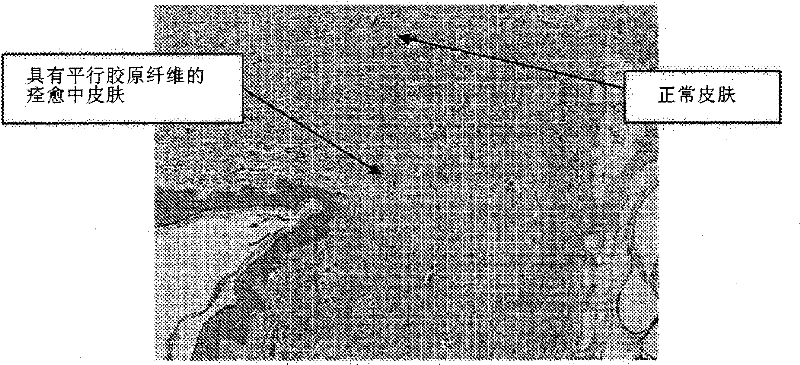 Figure GPA00001148562100242