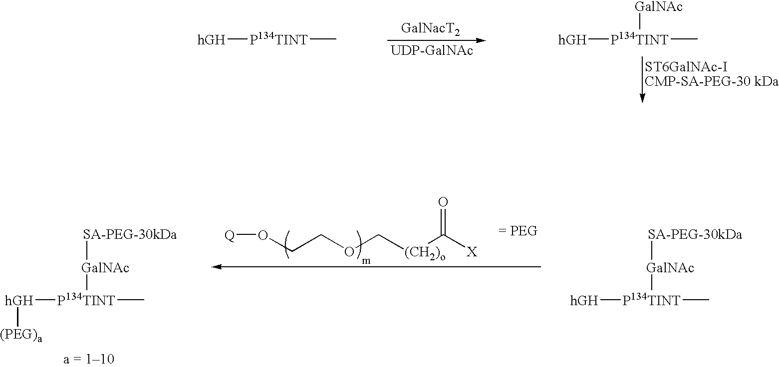 Figure US20070154992A1-20070705-C00050