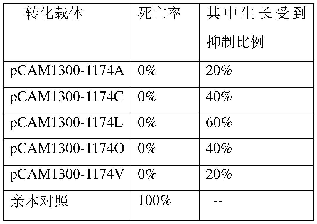 Figure imgf000010_0001