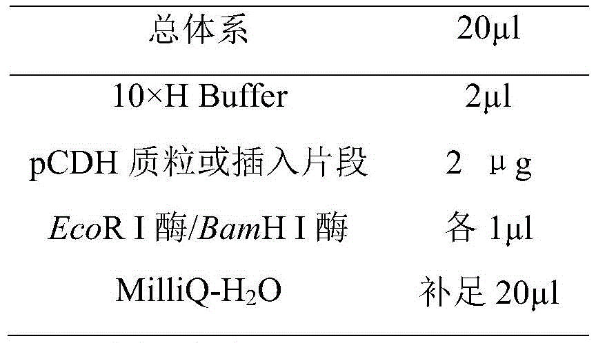 Figure BDA0002336835590000081