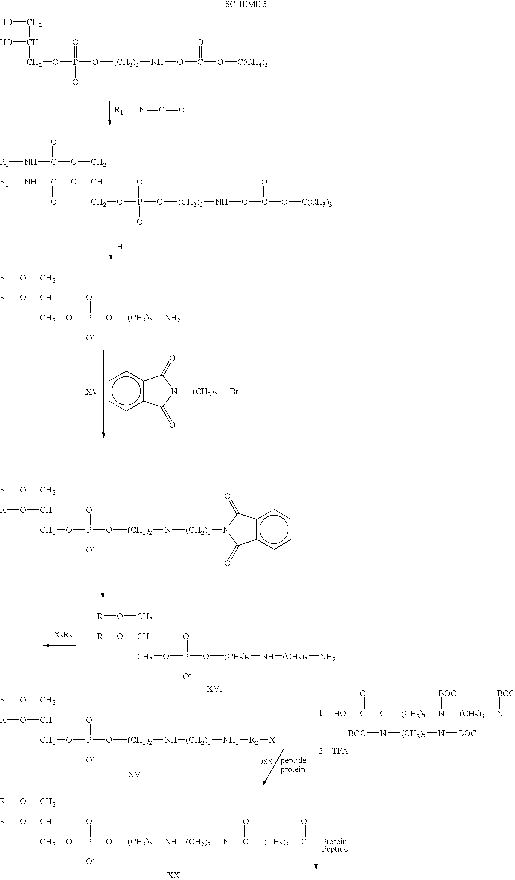 Figure US06989434-20060124-C00024