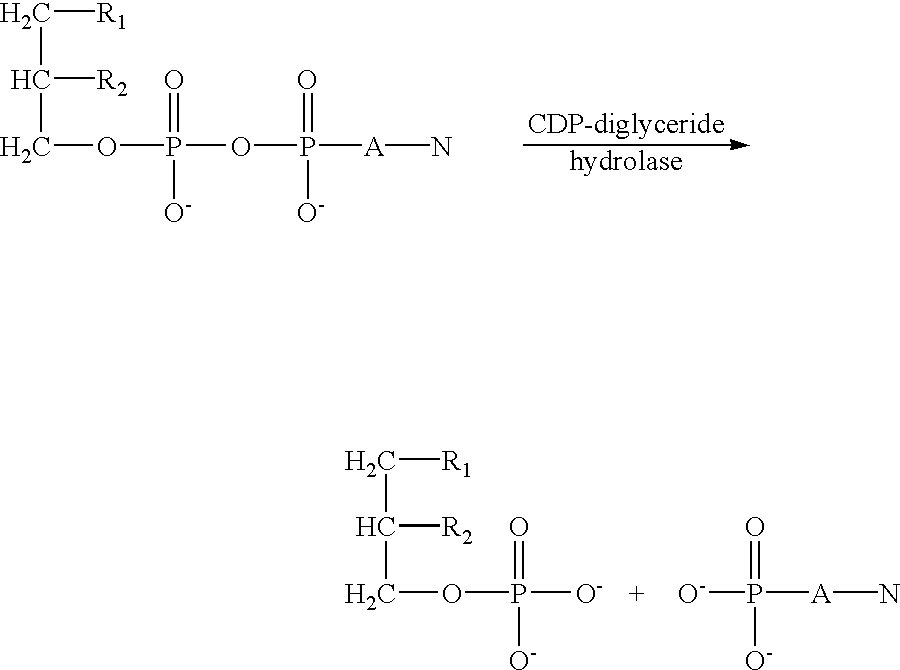 Figure US06448392-20020910-C00008