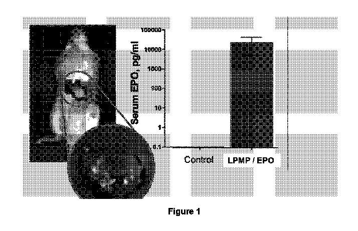 Figure 2025500373000001