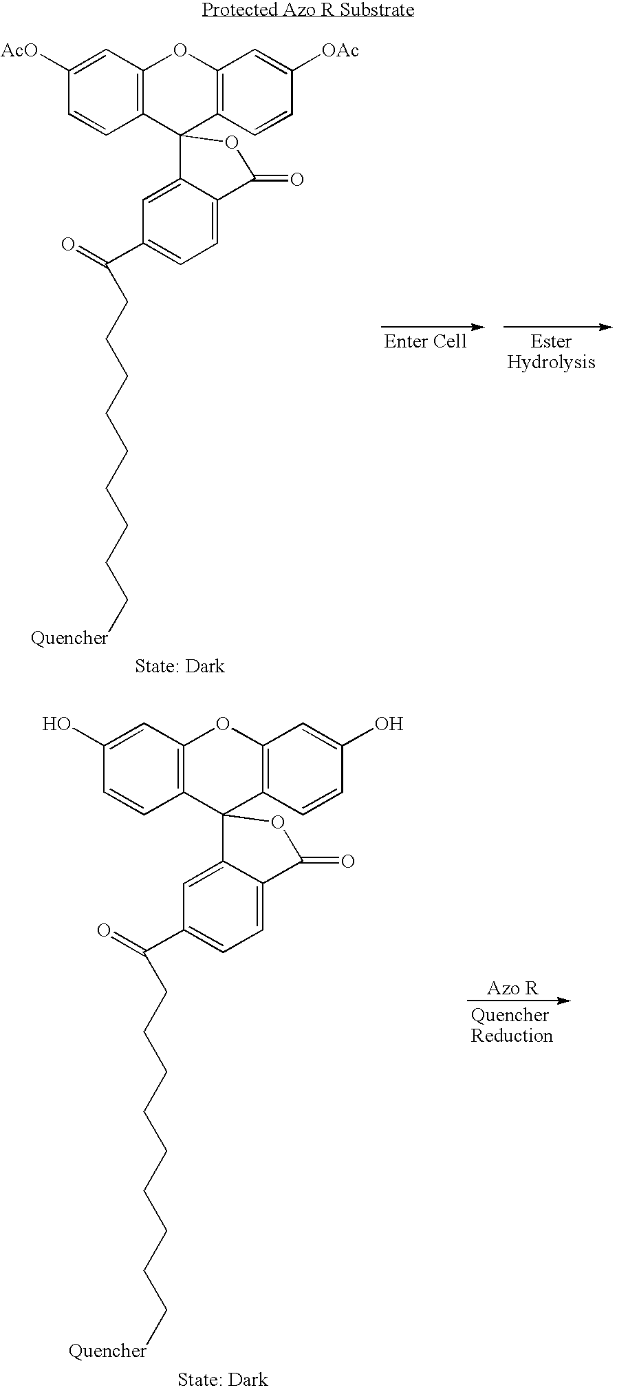 Figure US20060194218A1-20060831-C00007