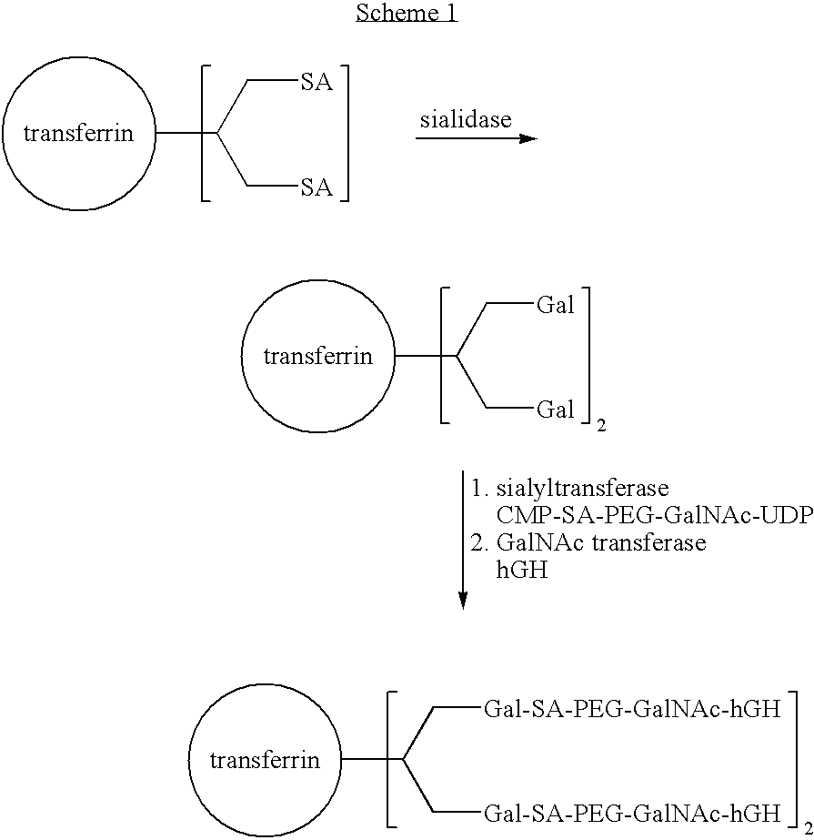 Figure US20070154992A1-20070705-C00023