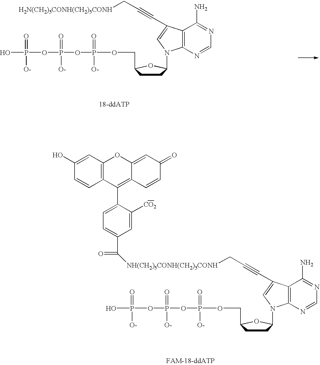 Figure US20040048300A1-20040311-C00005