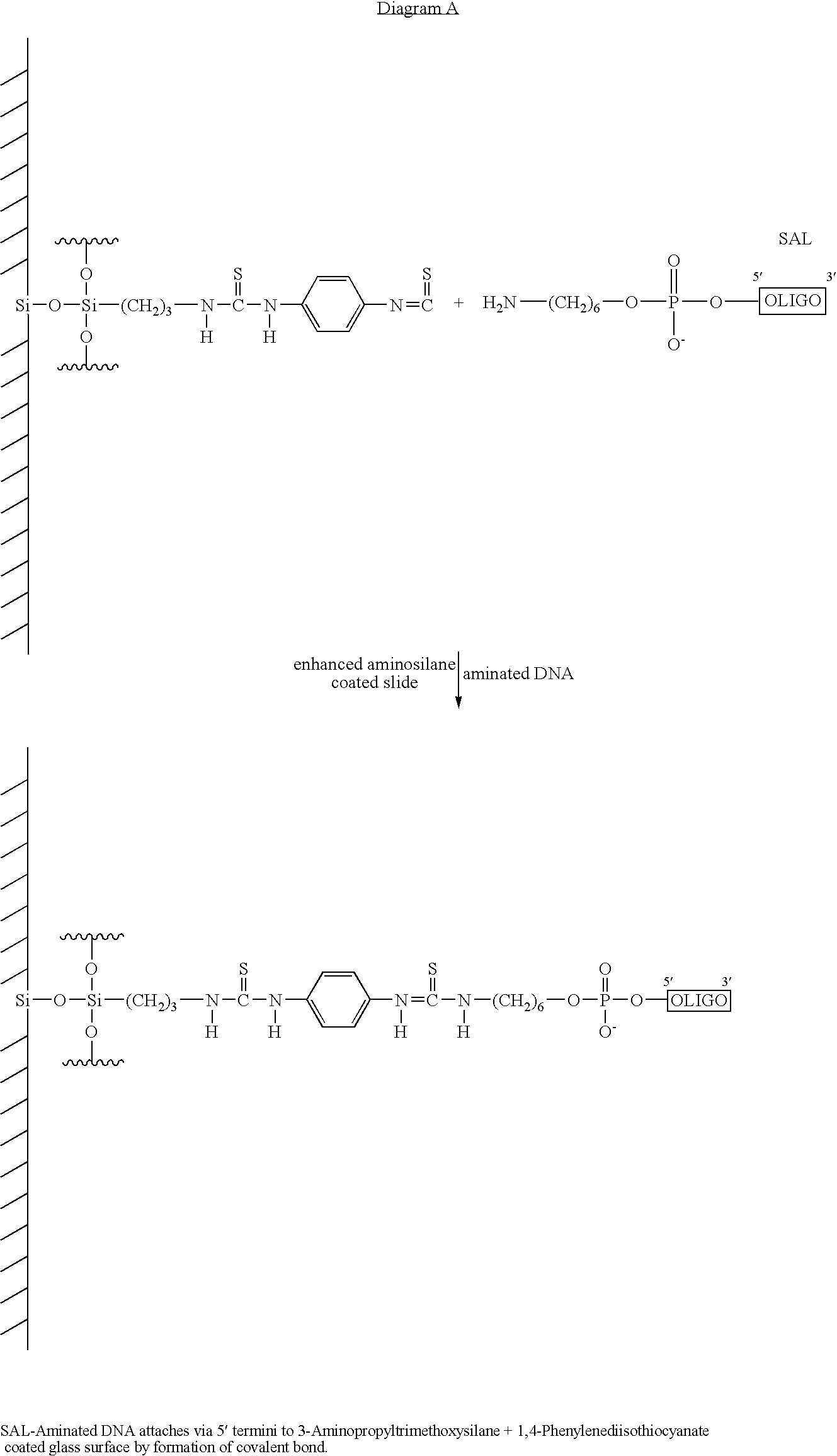 Figure US20100028873A1-20100204-C00002