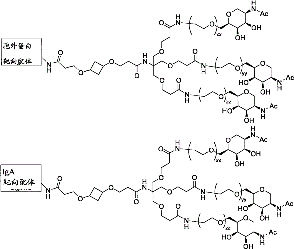 Figure BPA0000324887470001491