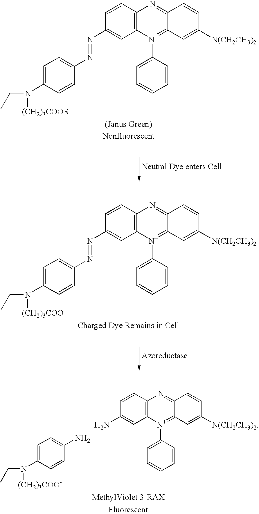 Figure US20060194218A1-20060831-C00009