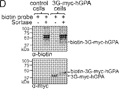Figure AU2014262474B2_D0003