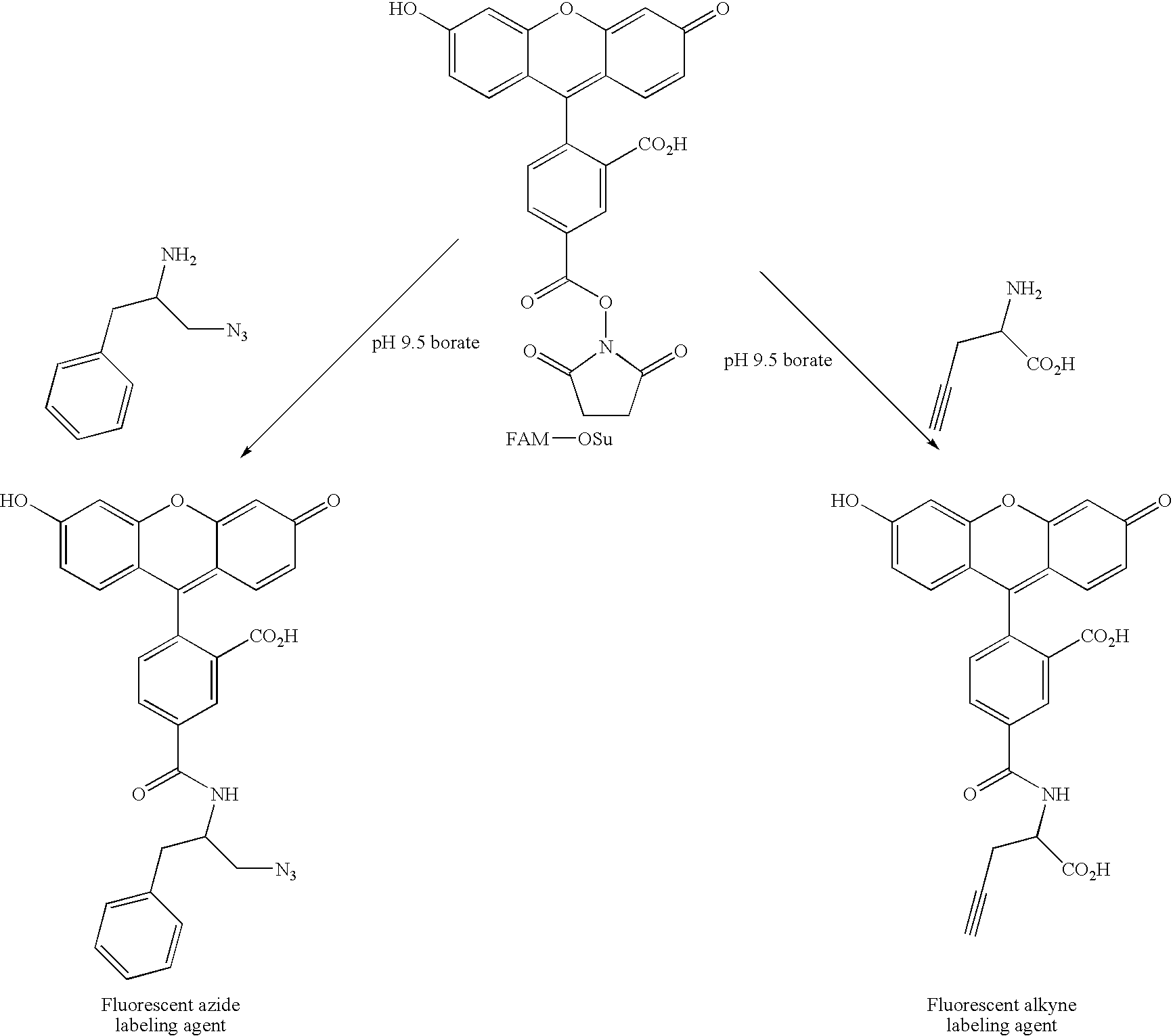 Figure US20050158765A1-20050721-C00026