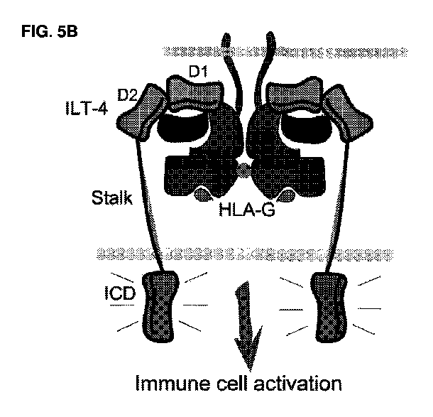 Figure 2025505546000001