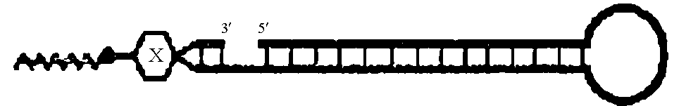 Figure US09663784-20170530-C00024