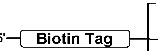 Figure imgf000061_0001