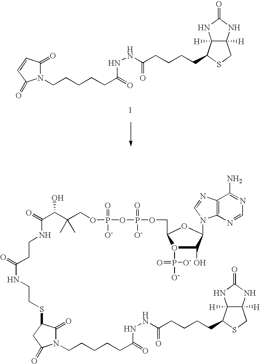 Figure US20100173384A1-20100708-C00003