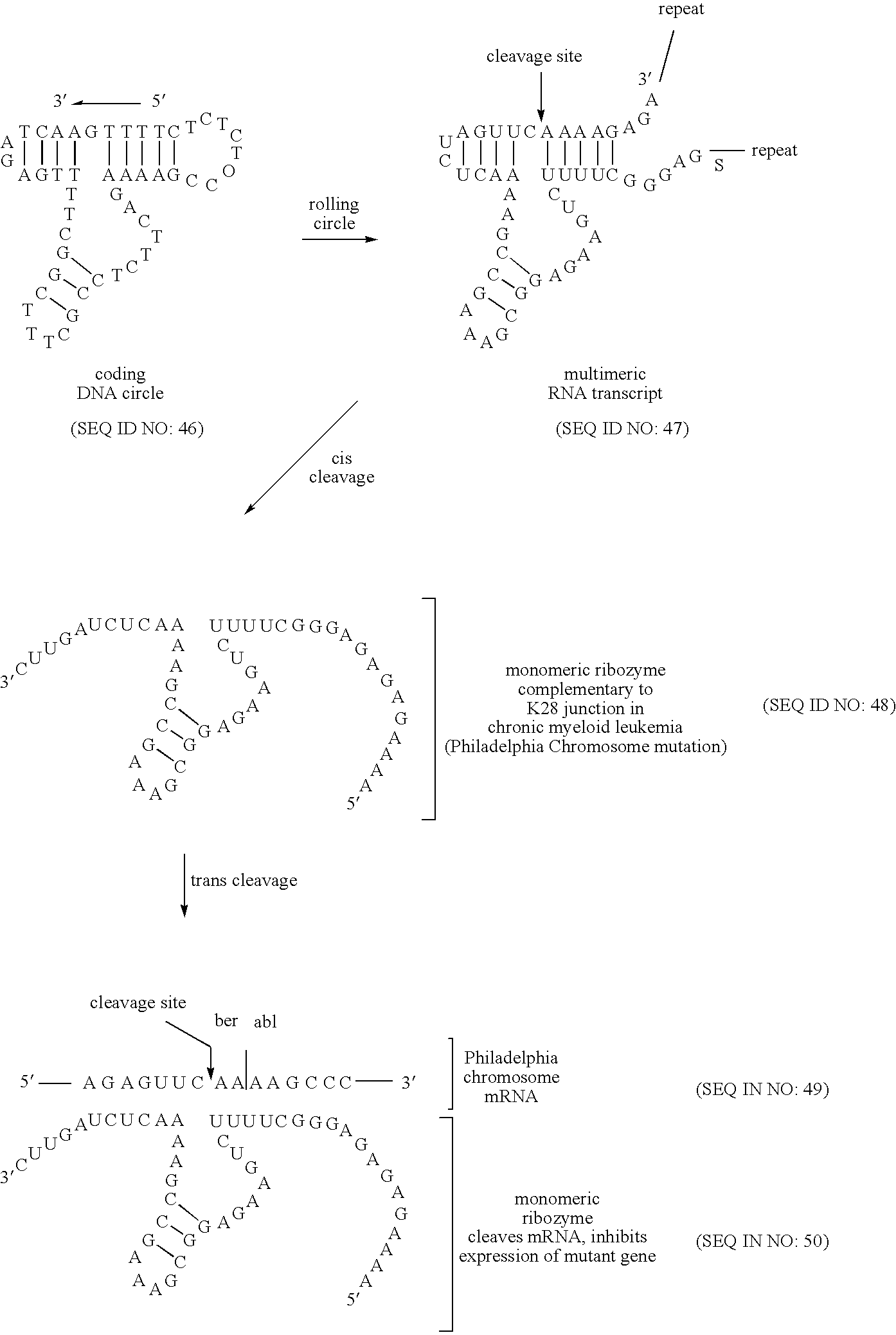 Figure US20080227160A1-20080918-C00007