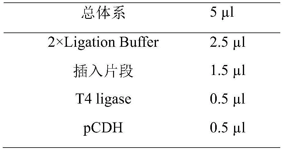 Figure BDA0002336835590000091