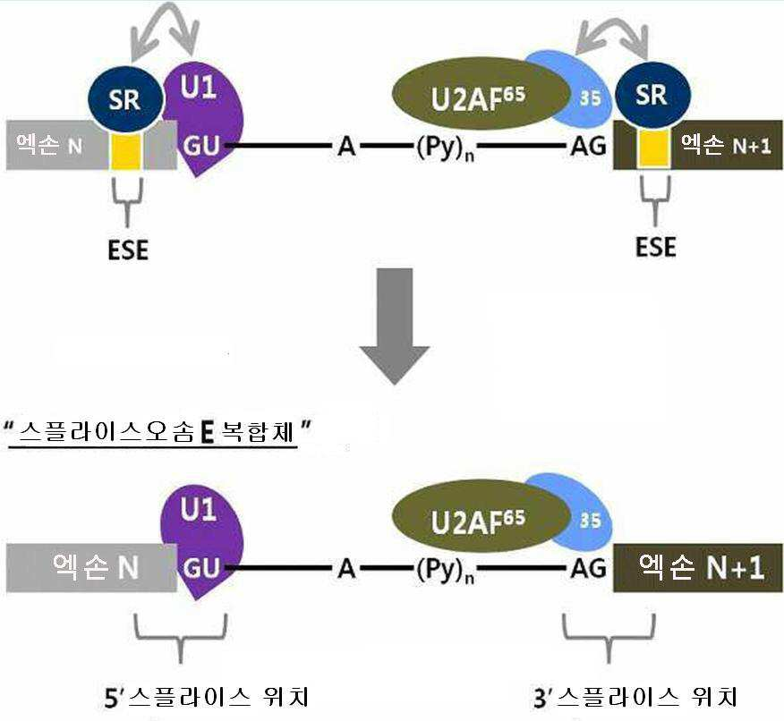 Figure 112018080548749-pat00006