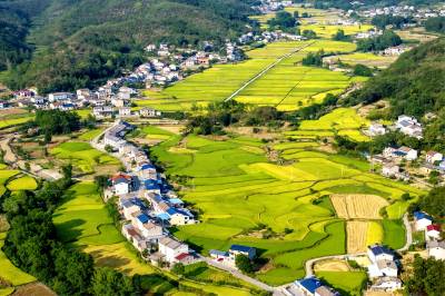 夷陵：乡村金黄稻田 绘就丰收画卷【APP已采】