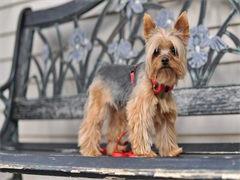 cku注册五星级犬舍 双血统约克夏可上门挑选