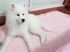 三沙本地犬舍出售萨摩耶出售宠物幼犬 纯种健康可视频挑选