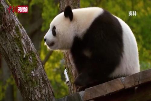 旅德大熊猫“梦梦”再次怀上双胞胎