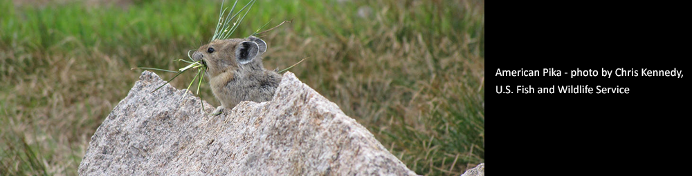 American Pika photo by Chris Kennedy, USFWS