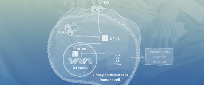 Sepsis-Associated Acute Kidney Injury: Where Are We Now?