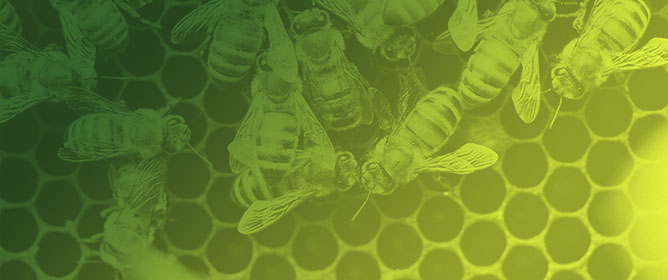 The Nutritional Year-Cycle of Italian Honey Bees (<em>Apis mellifera ligustica</em>) in a Southern Temperate Climate