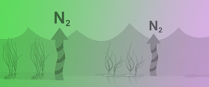 Nitrogen Cycling in Widgeongrass and Eelgrass Beds in the Lower Chesapeake Bay