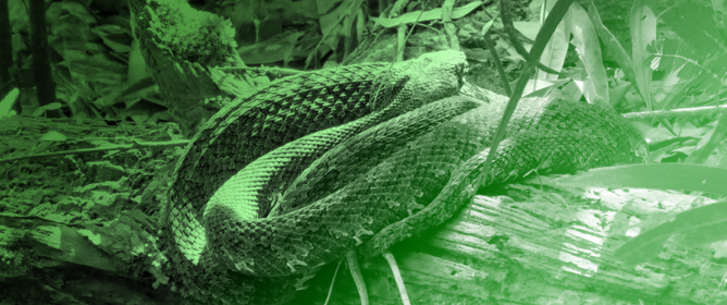 Predicting the Spatial Distribution of the Mangshan Pit Viper (<em>Protobothrops mangshanensis</em>) under Climate Change Scenarios Using MaxEnt Modeling