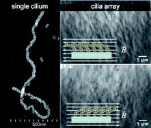 Graphical abstract: Dipolar assembly of ferromagnetic nanoparticles into magnetically driven artificial cilia